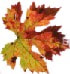 Grape leaf -- fall colors